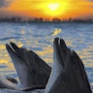 Meet your Posher, Jo